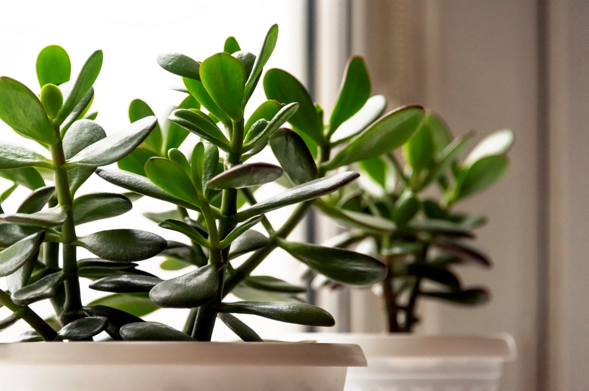 Crassula Ovata