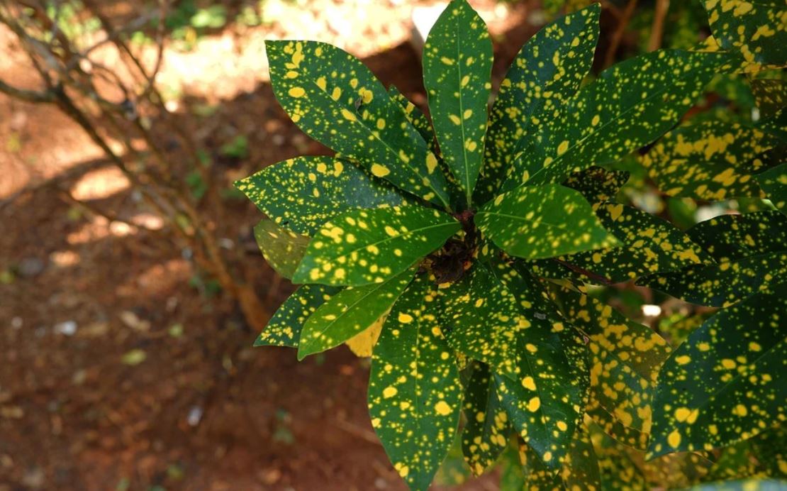 Croton