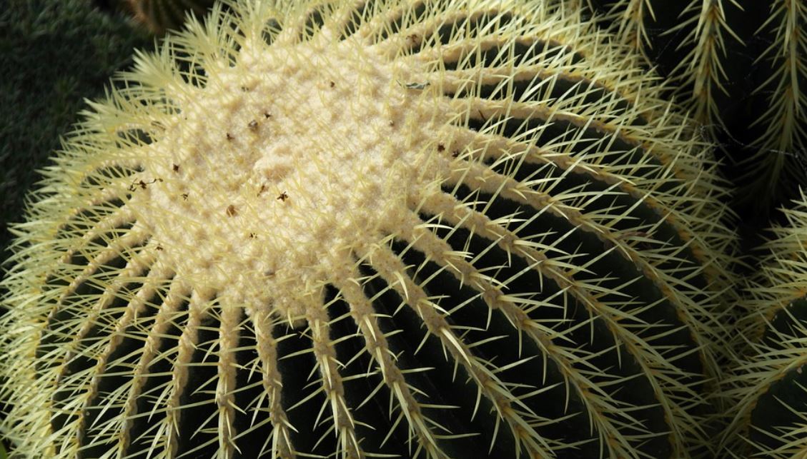 Echinocactus