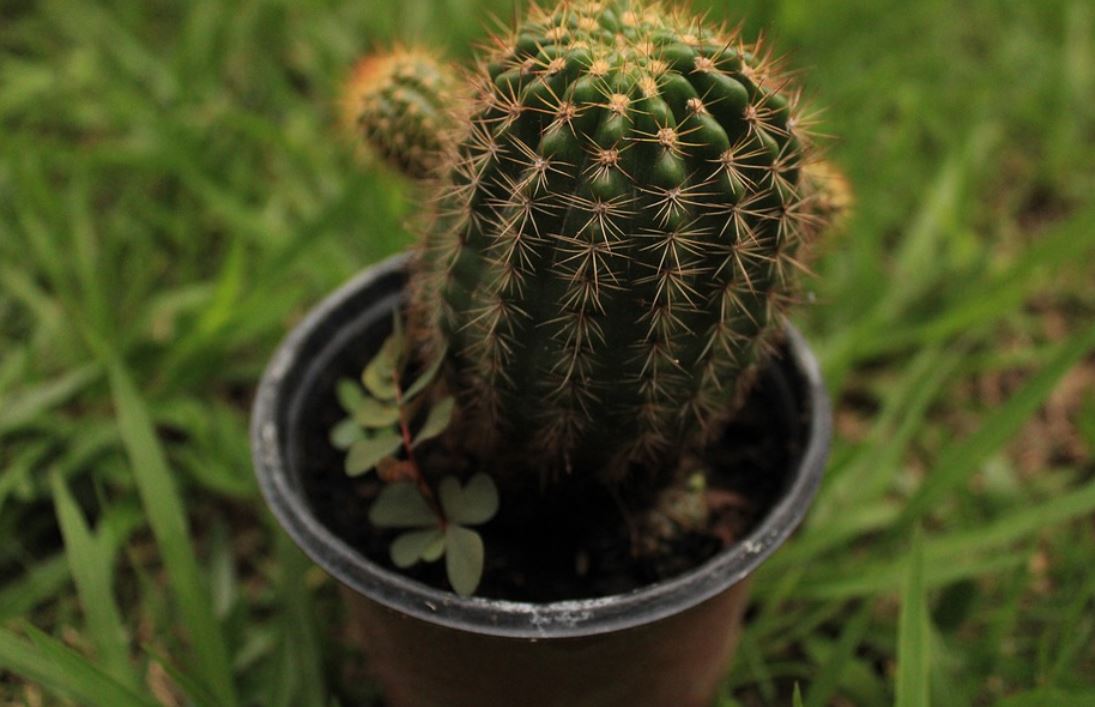 Echinopsis