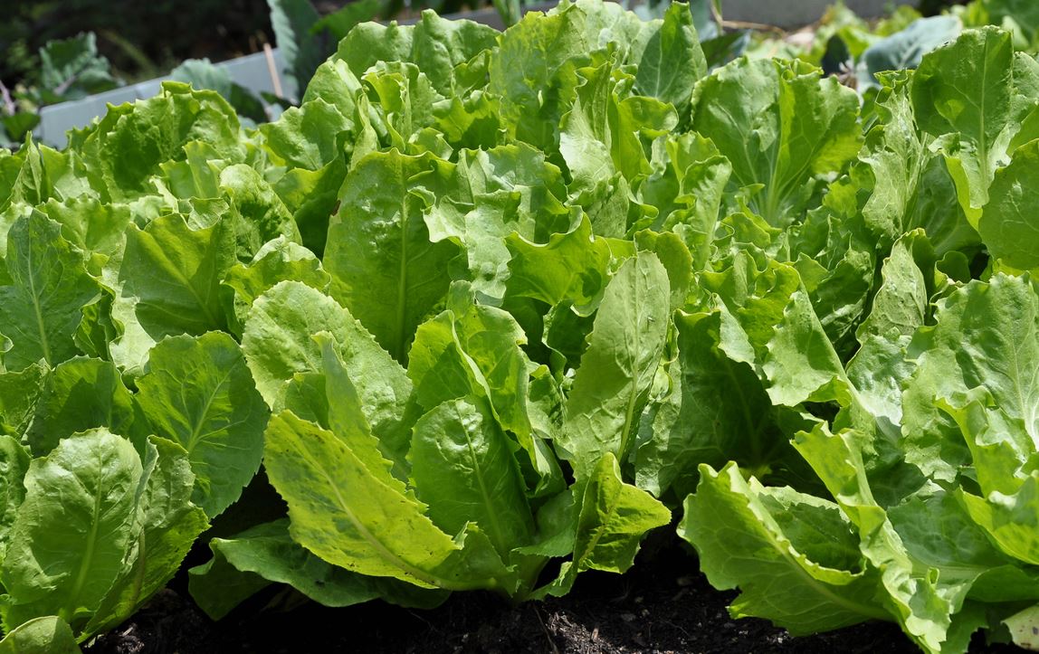Endives Au Potager