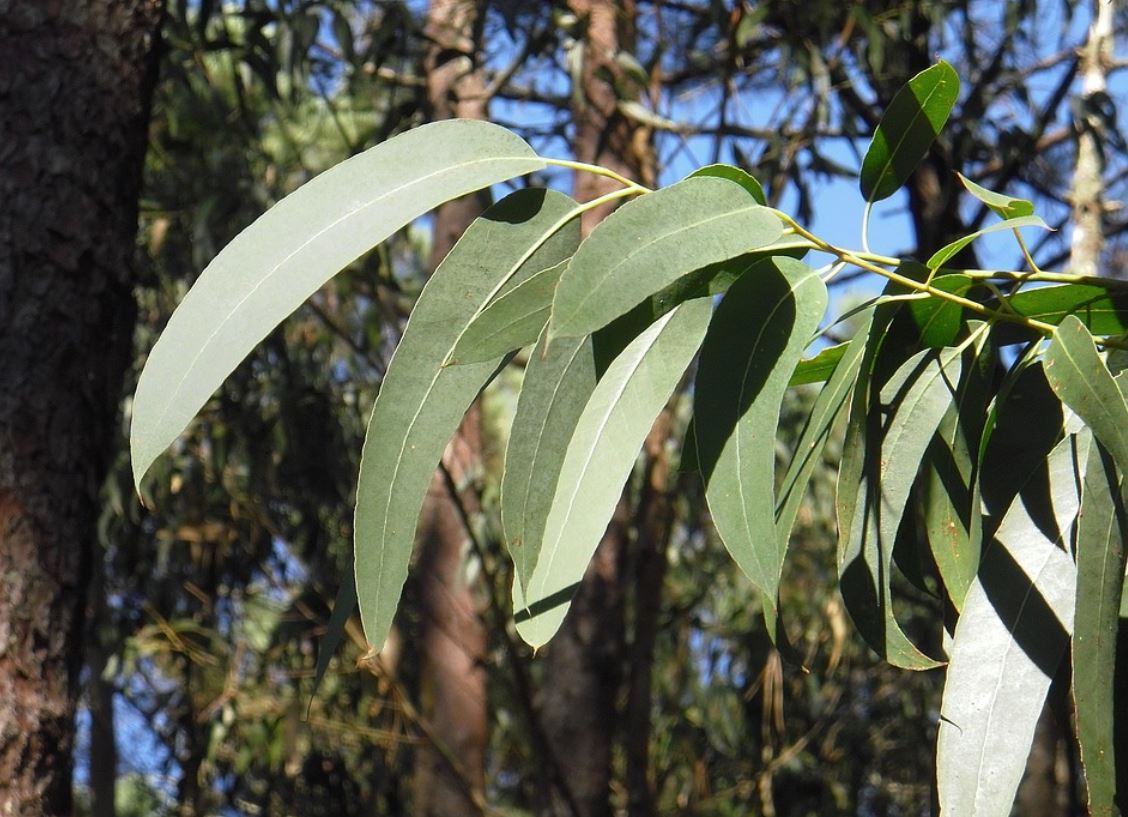 Eucalyptus