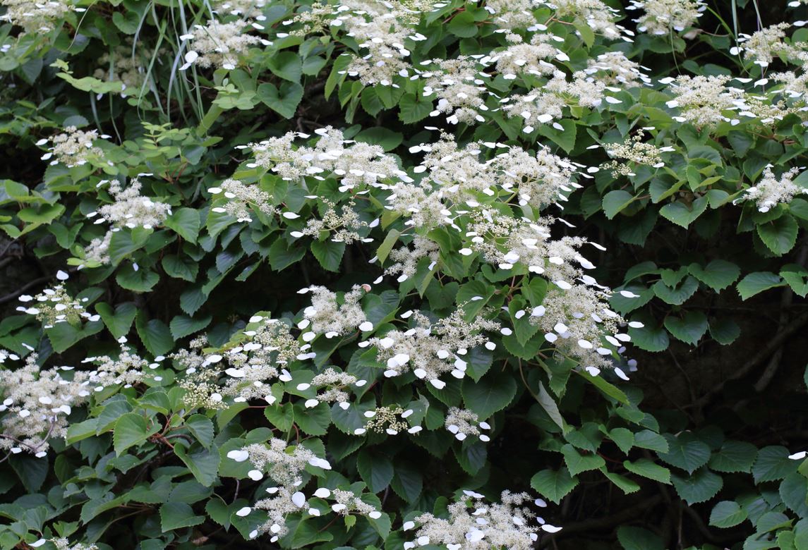 Faux Hortensia