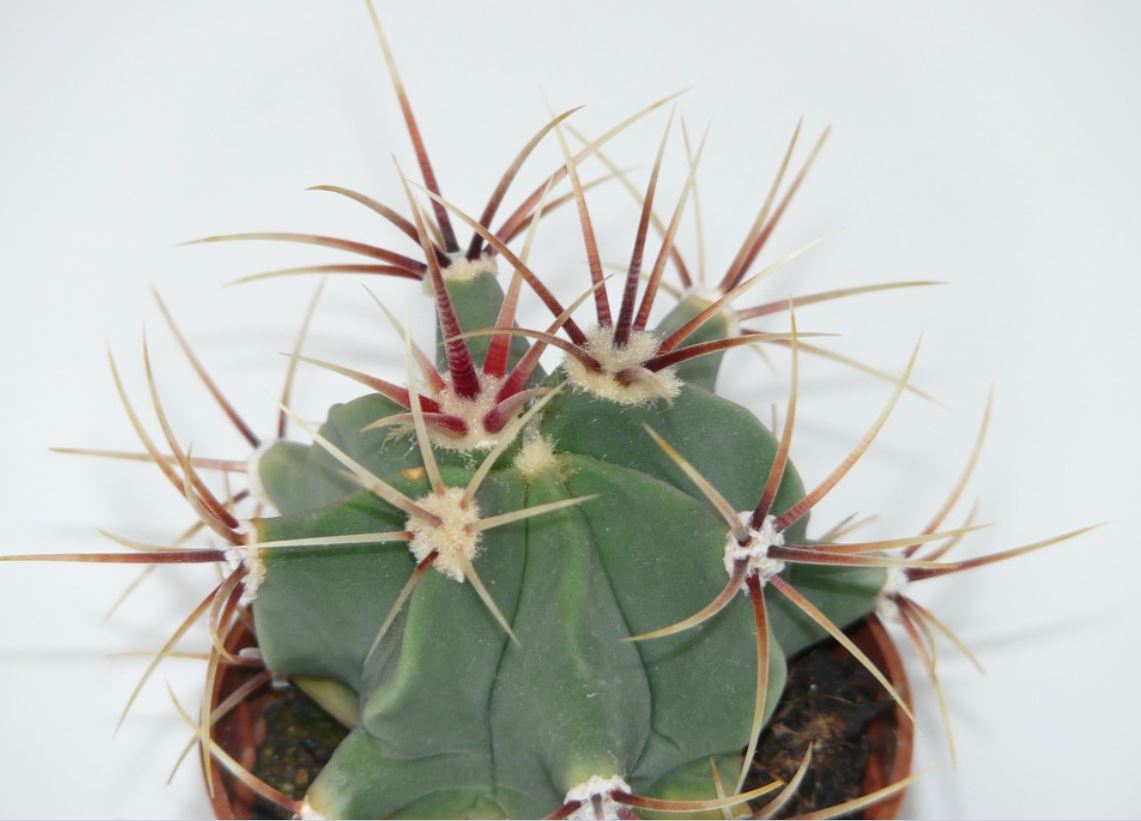 Ferocactus