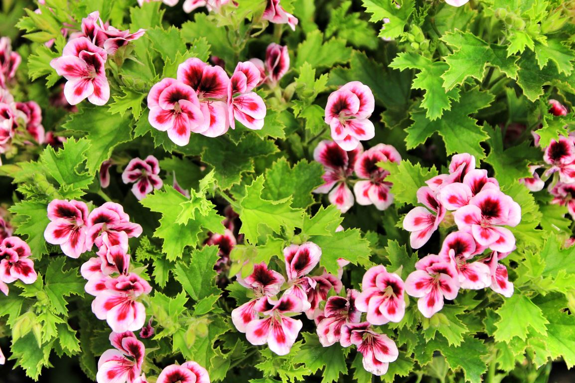 Géranium à Parfum