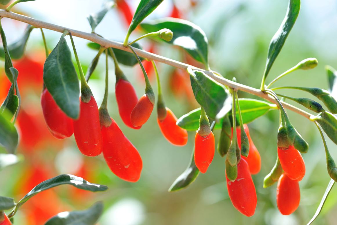 Goji
