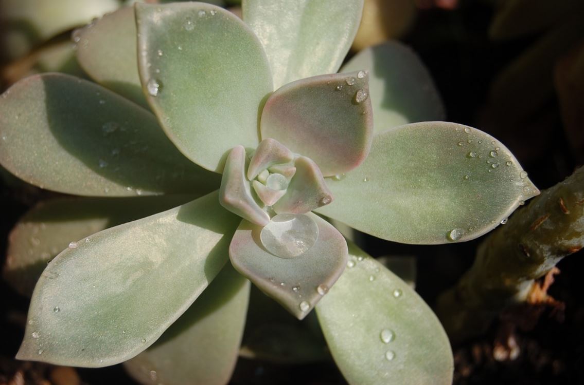 Graptopetalum