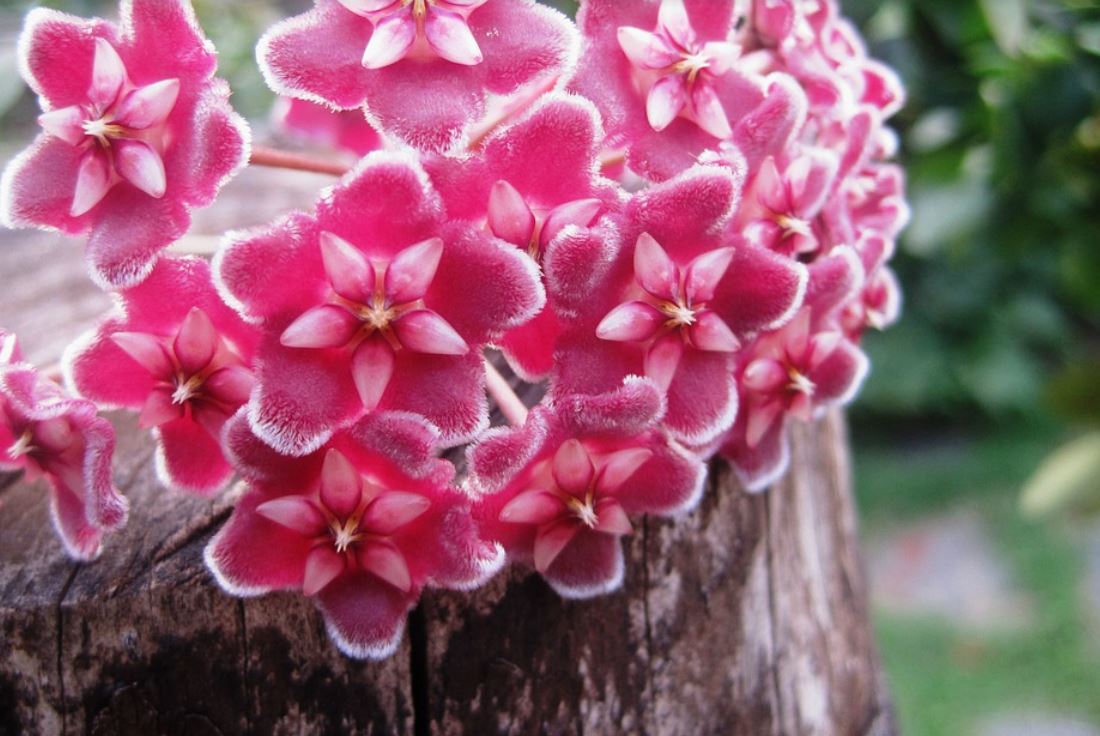 Hoya