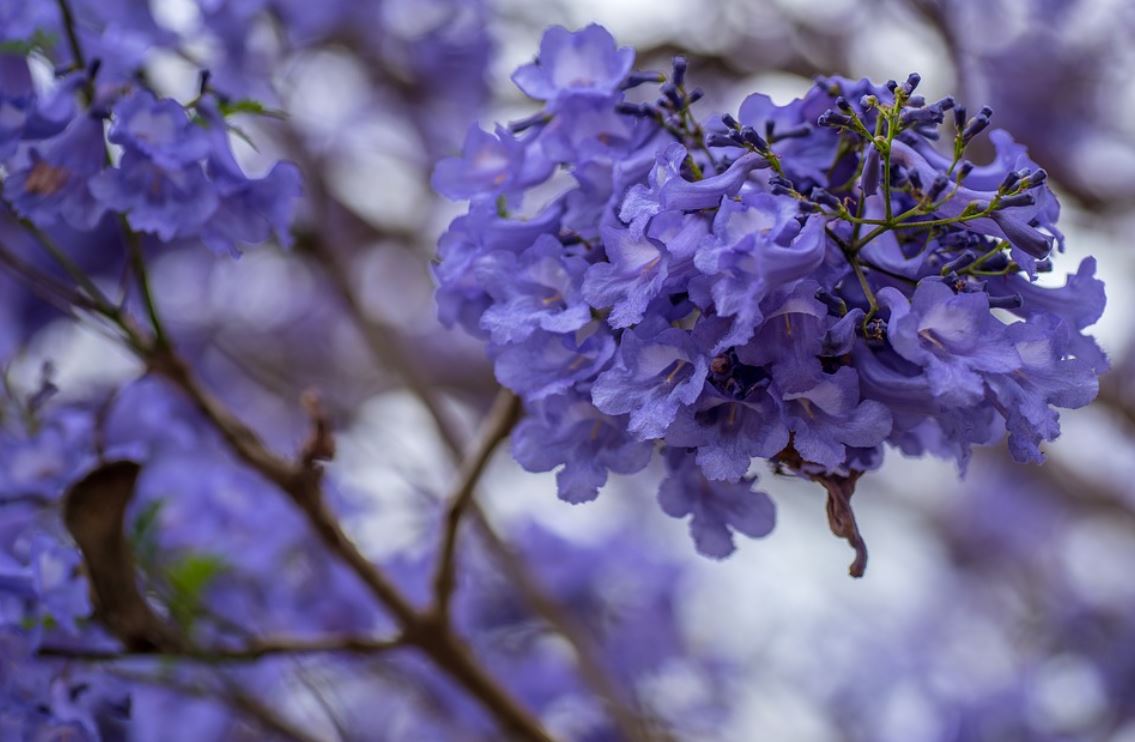 Jacaranda