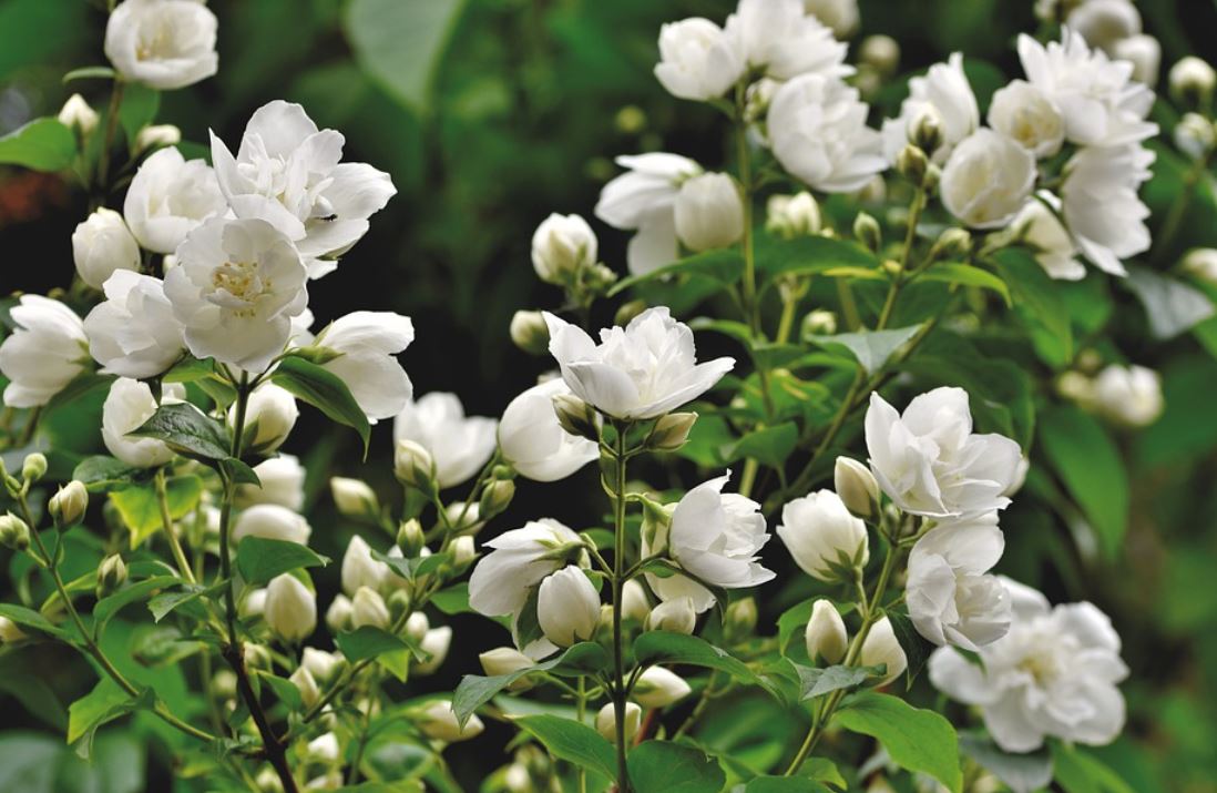 Jasmin