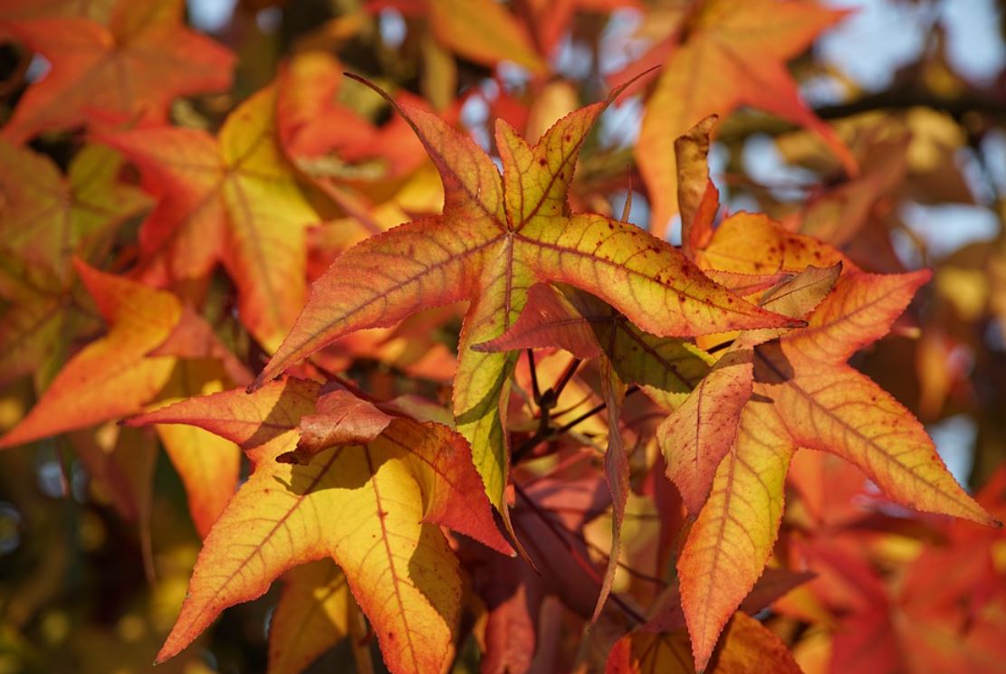 Liquidambar