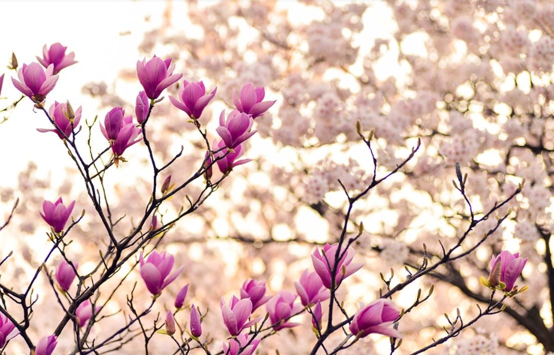 Magnolia
