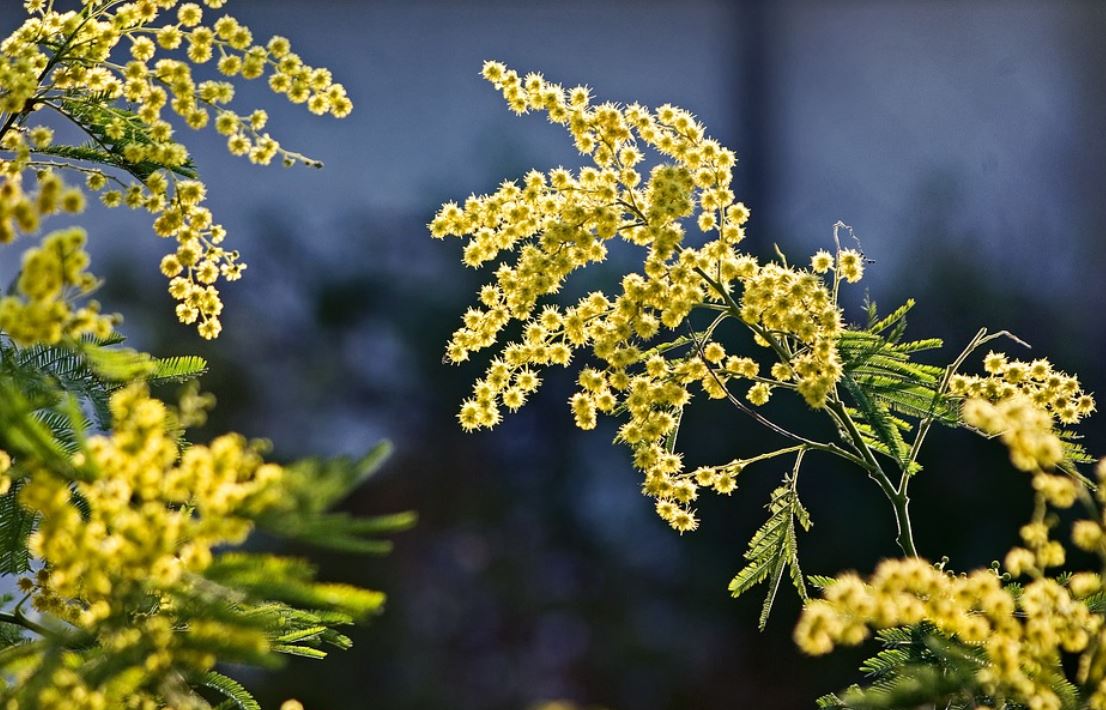 Mimosa