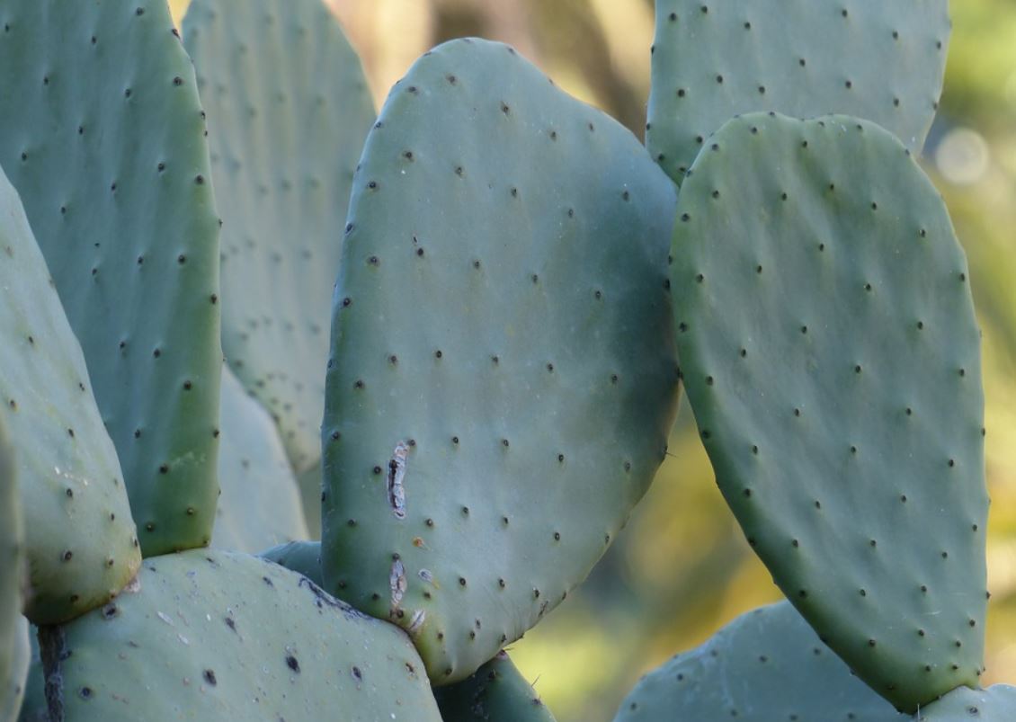 Opuntia