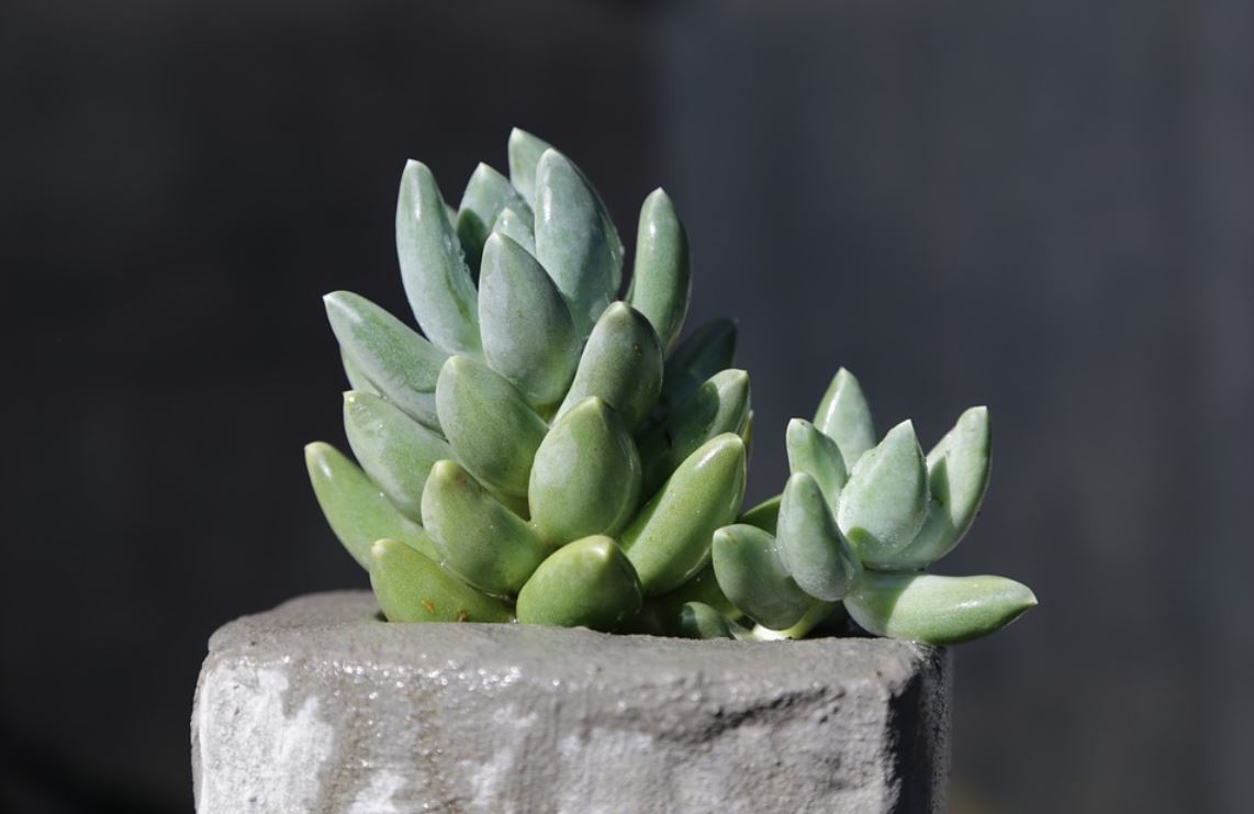 Pachyphytum