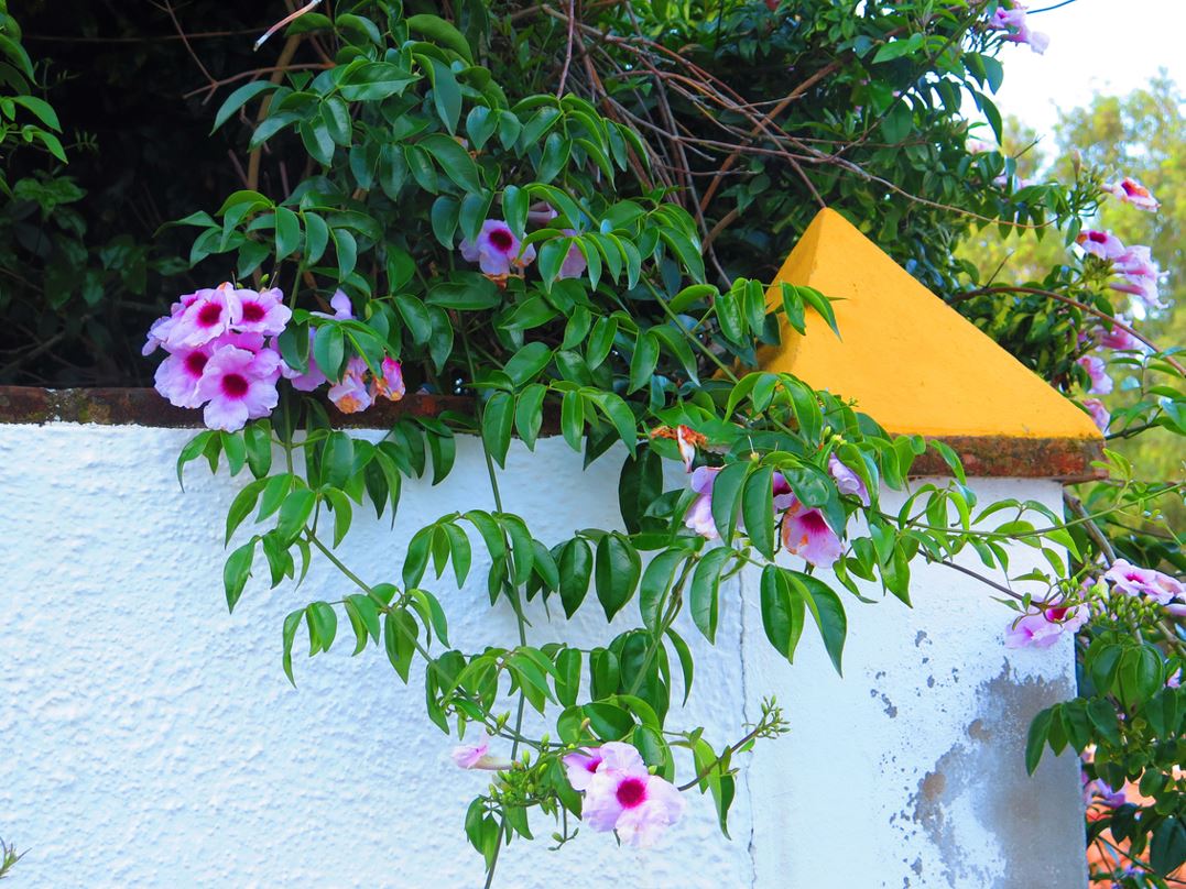 Pandorea Jasmin