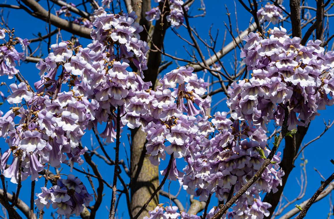 Paulownia