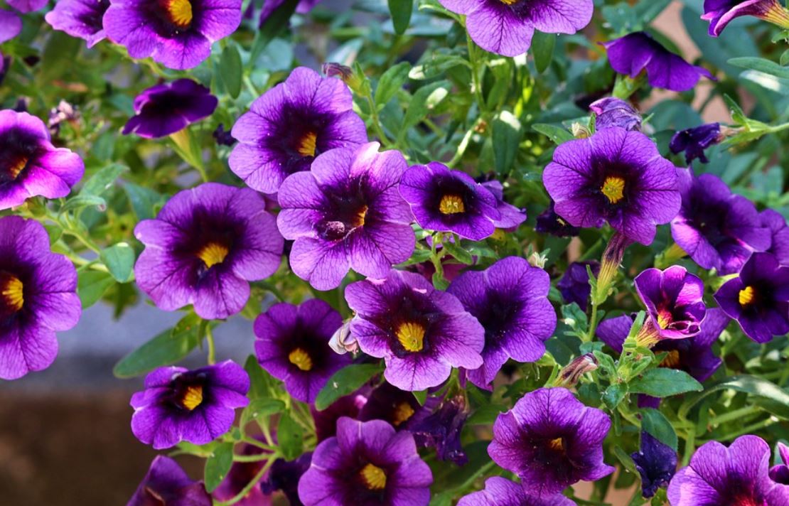 Pétunia