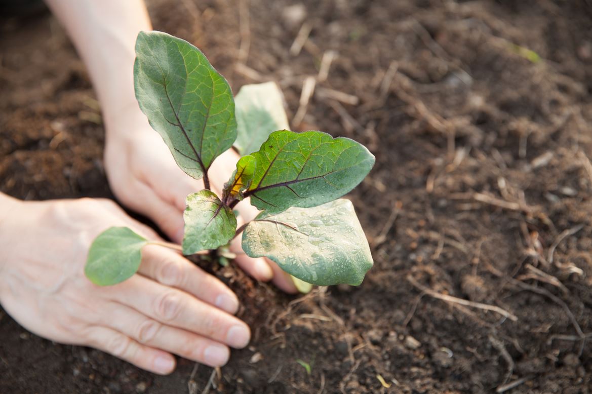Planter Aubergine