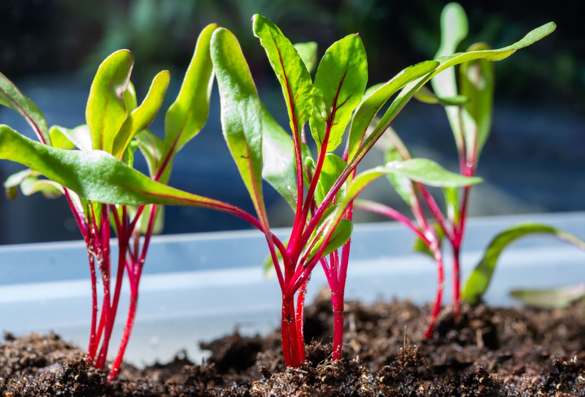 Planter Betterave