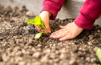 Planter Blette