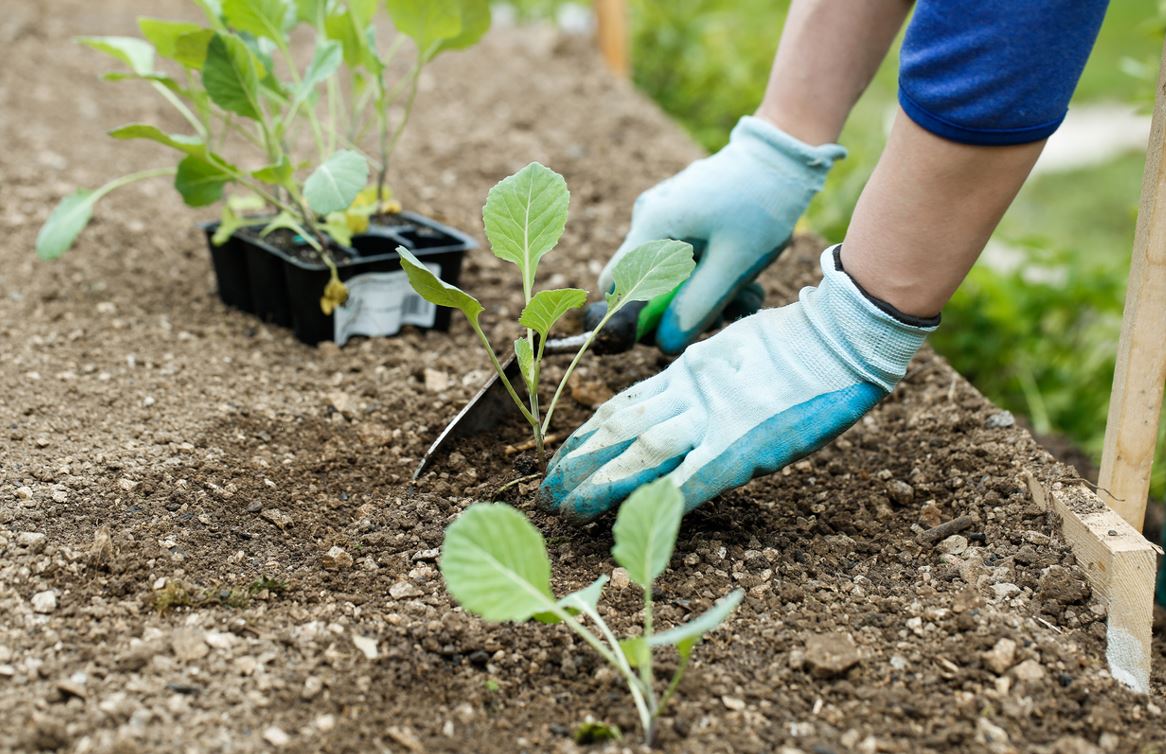 Planter Brocoli