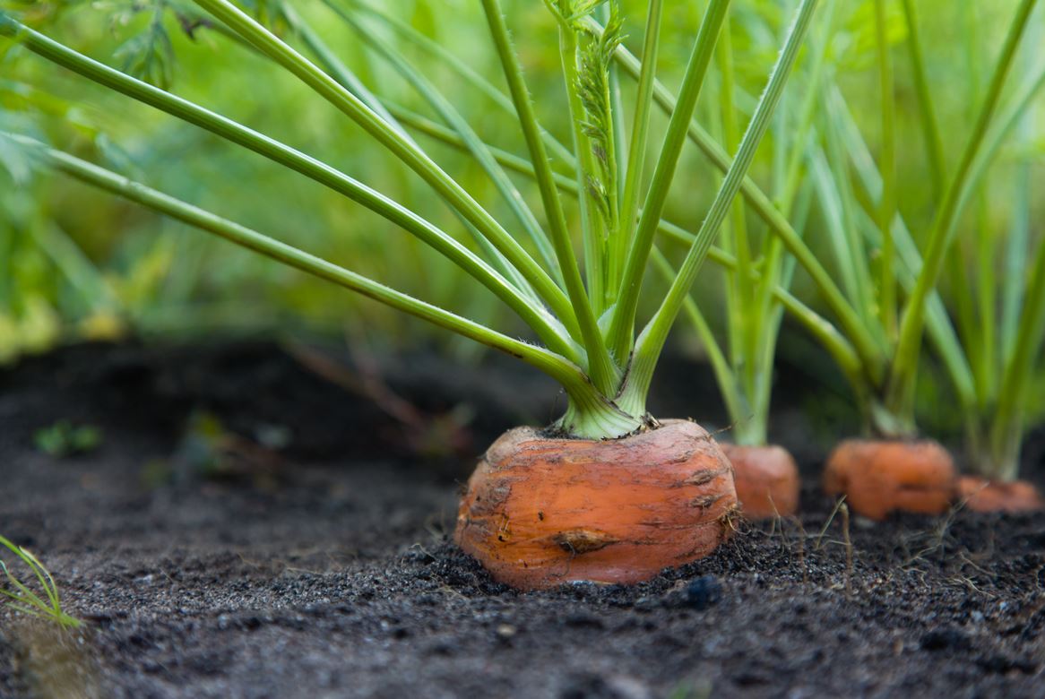 Planter Carottes
