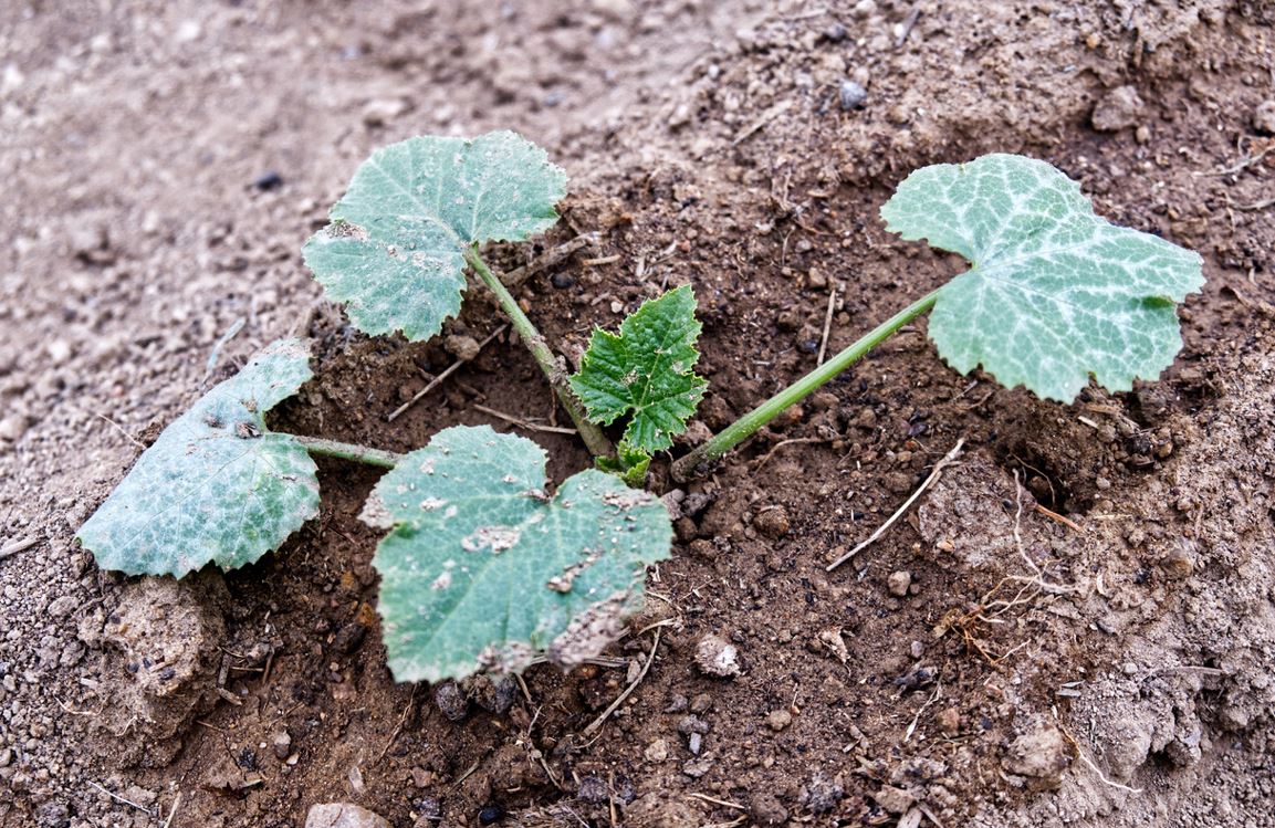 Planter Courgette