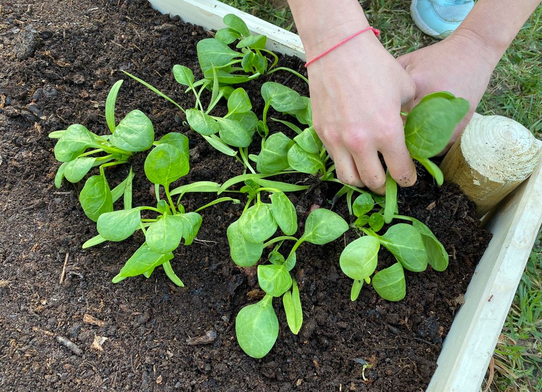 Planter épinards