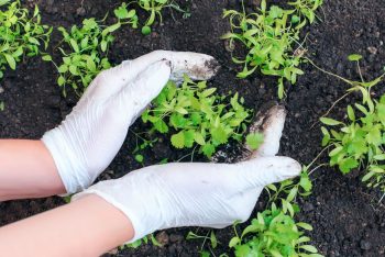 Planter Fenouil