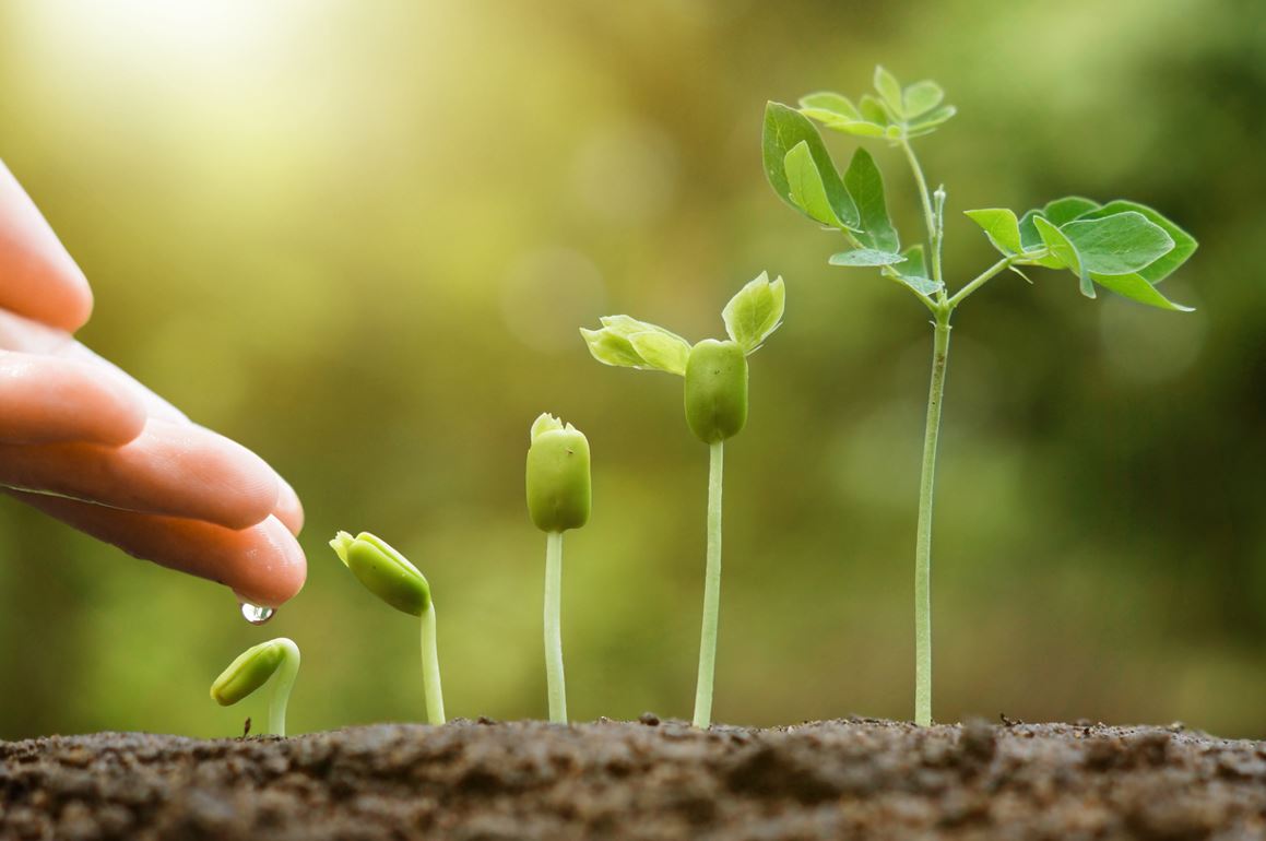 Planter Graines