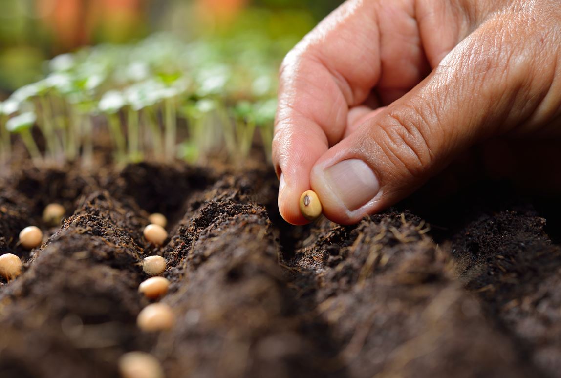 Planter Graines
