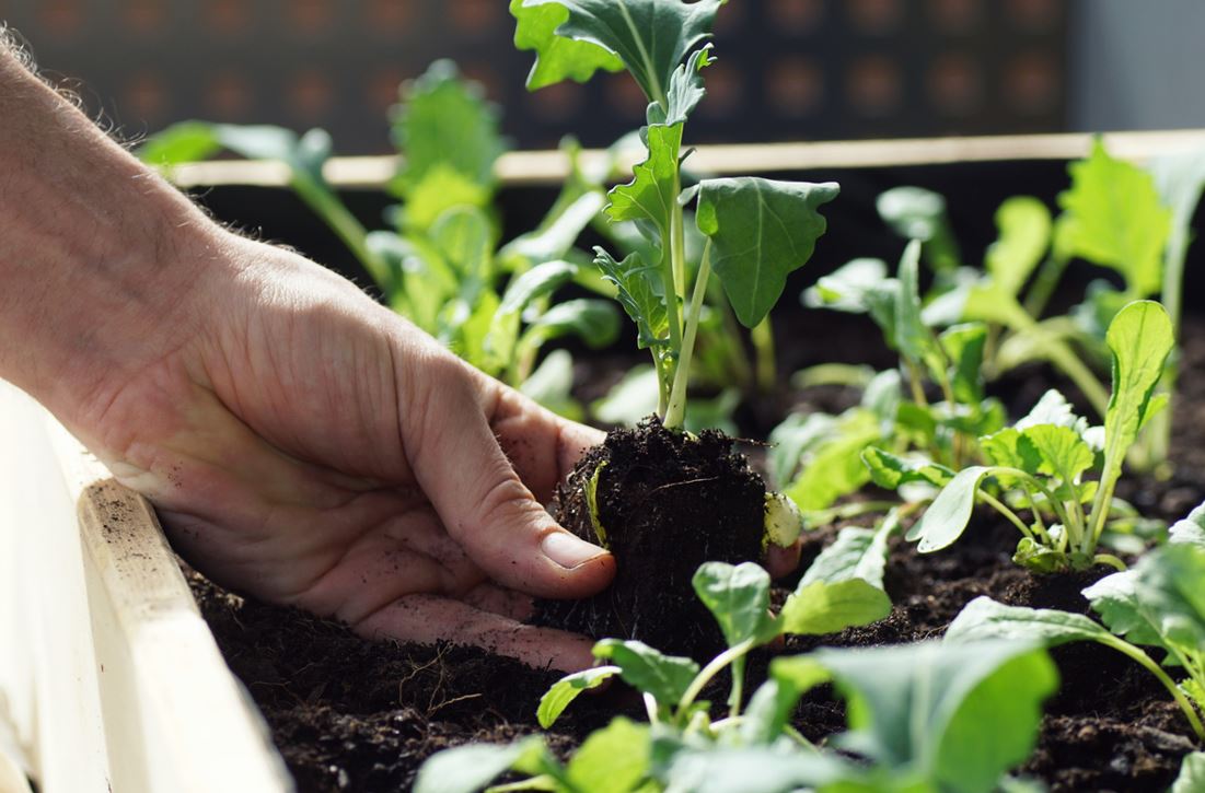 Planter Navet
