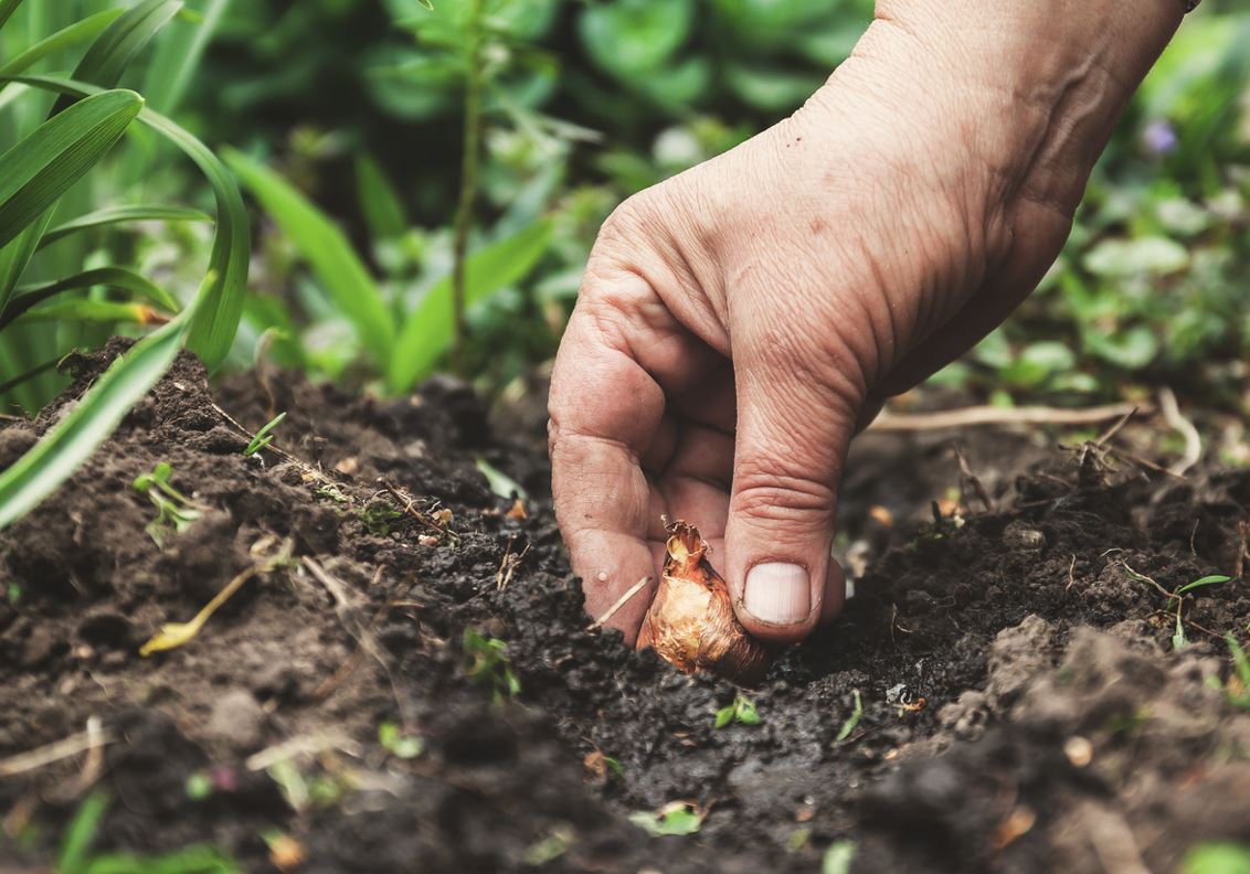 Planter Oignons