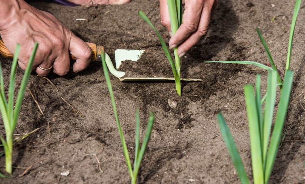 Planter Poireaux