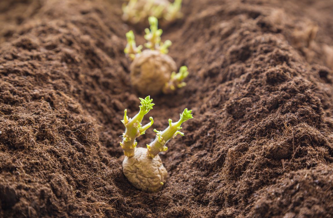 Planter Pomme De Terre