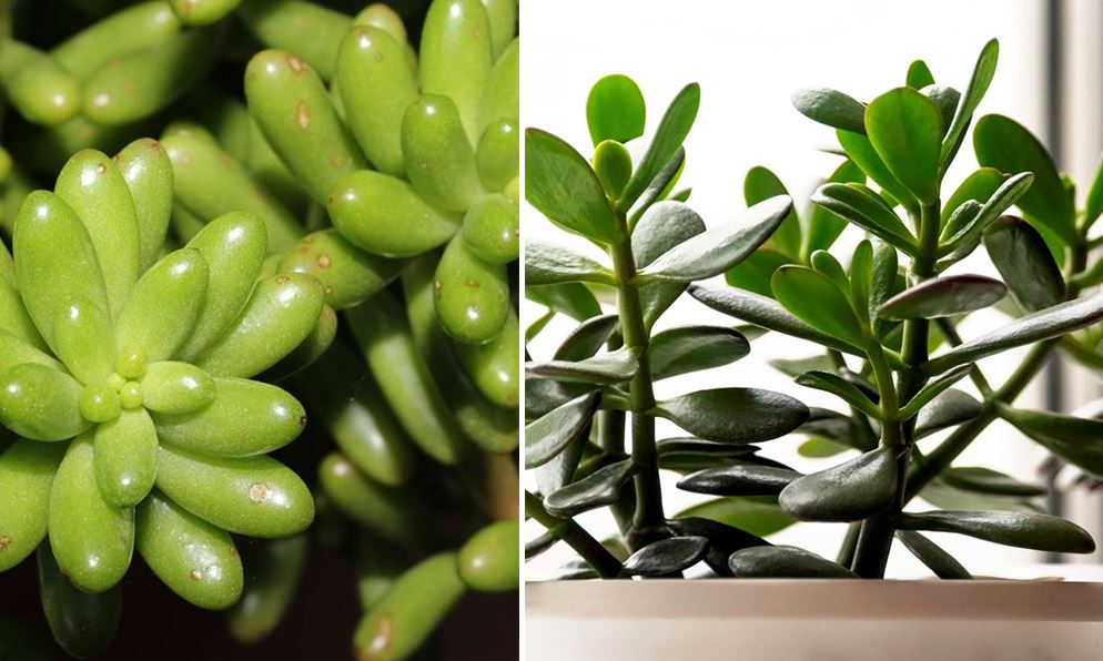 Plantes Grasses Résistent Au Gel