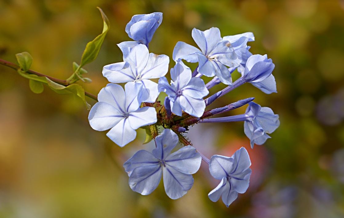 Plumbago