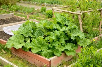 Potager Octobre