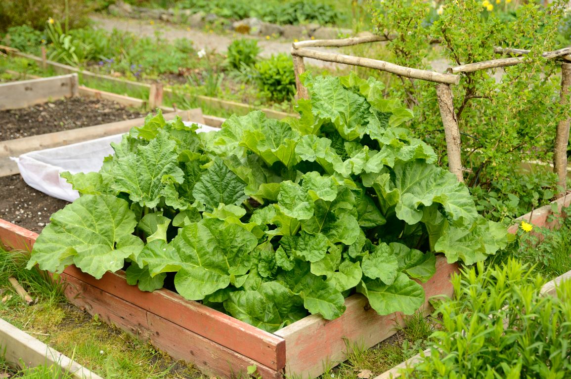 Potager Octobre