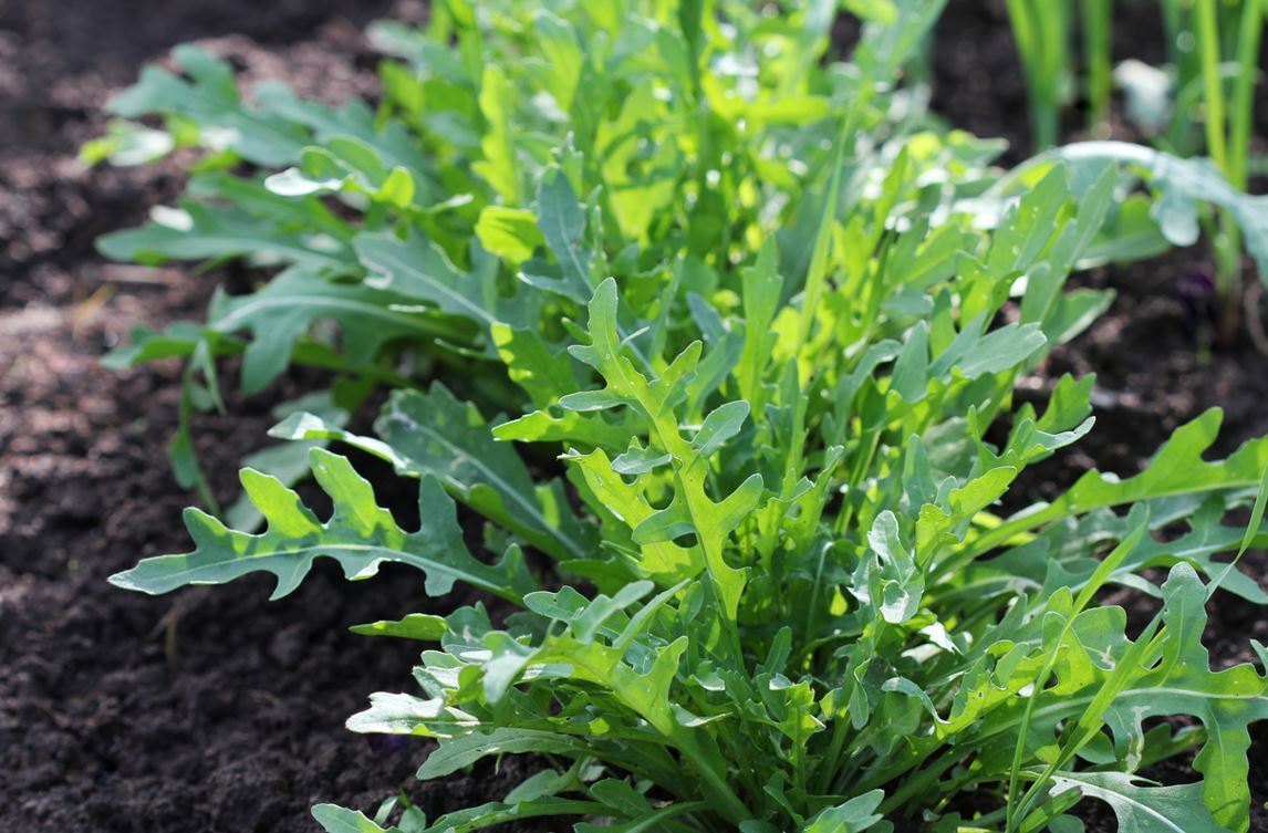 Roquette Potager