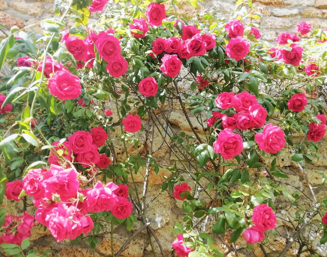 Rosier Grimpant