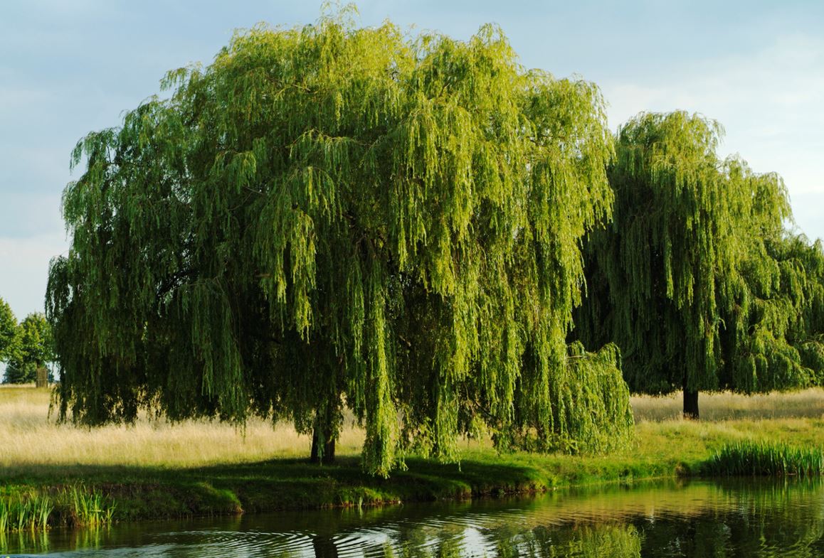 Saule
