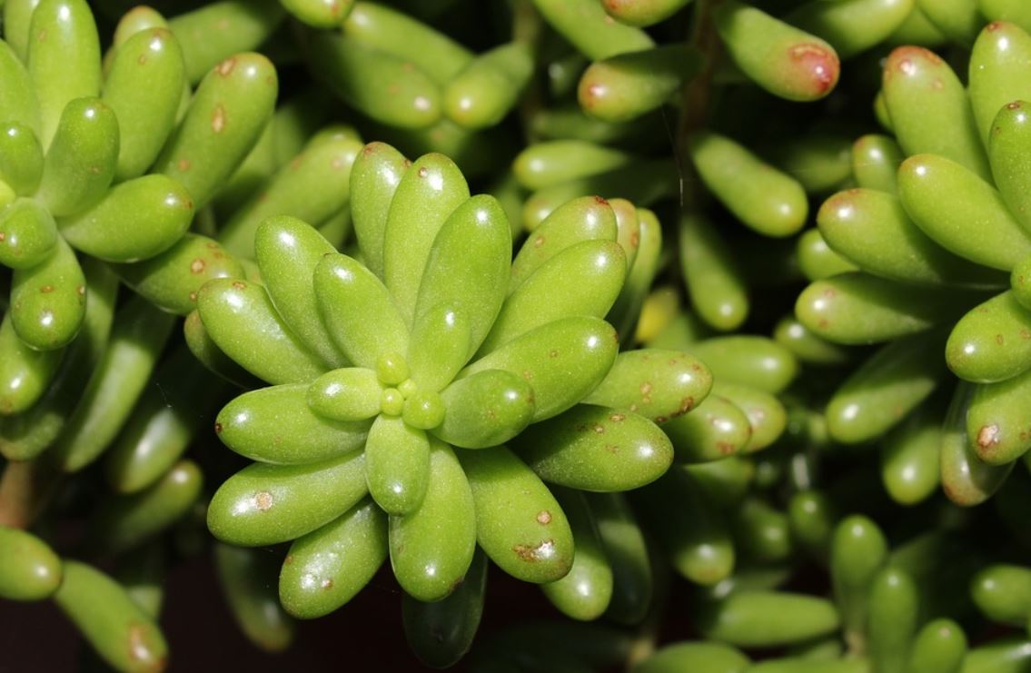Sedum