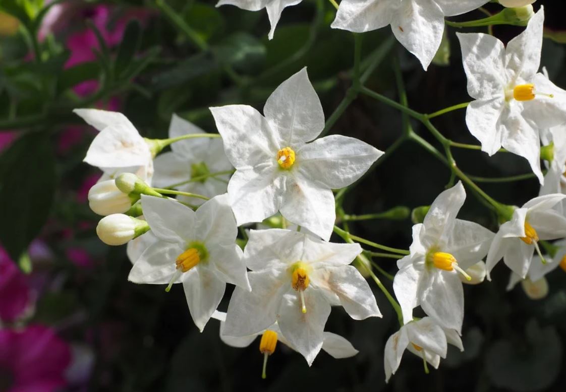Solanum Jasminoide