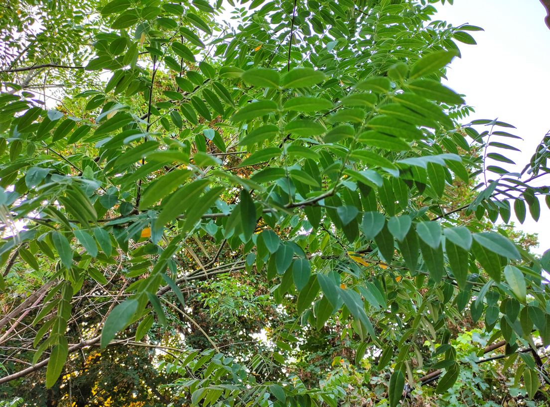 Sophora
