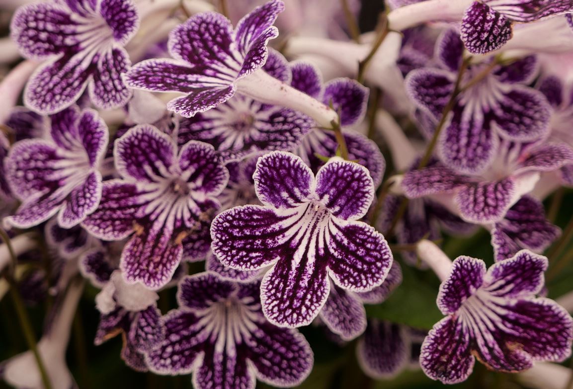 Streptocarpus