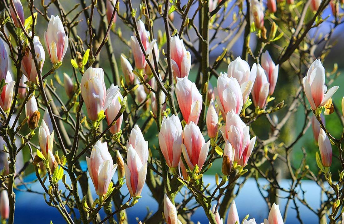 Tulipier
