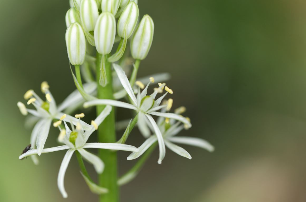Asperge Sauvage