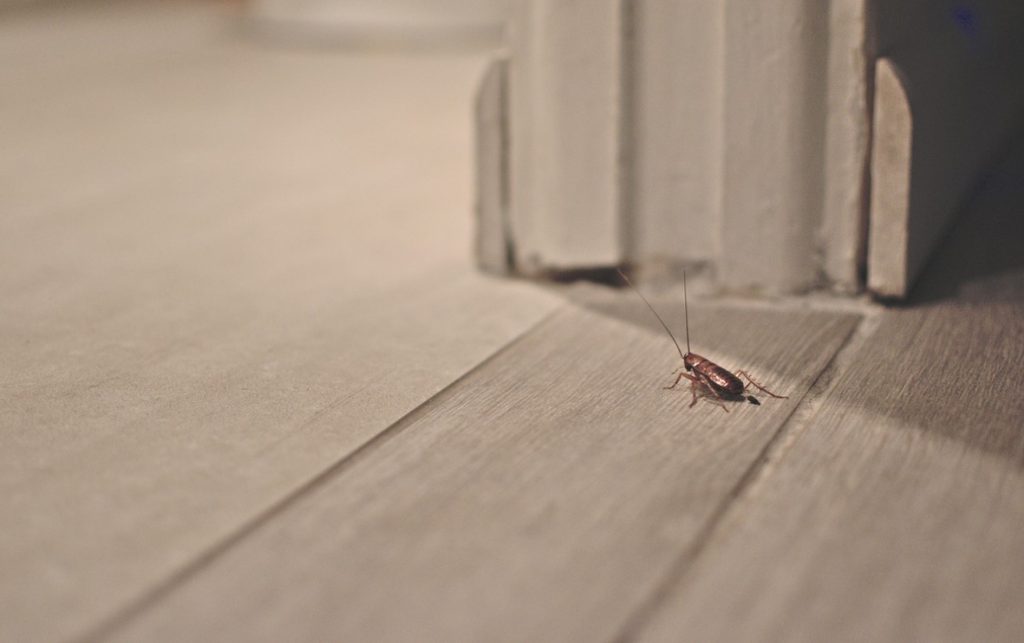 Cafard Dans La Maison